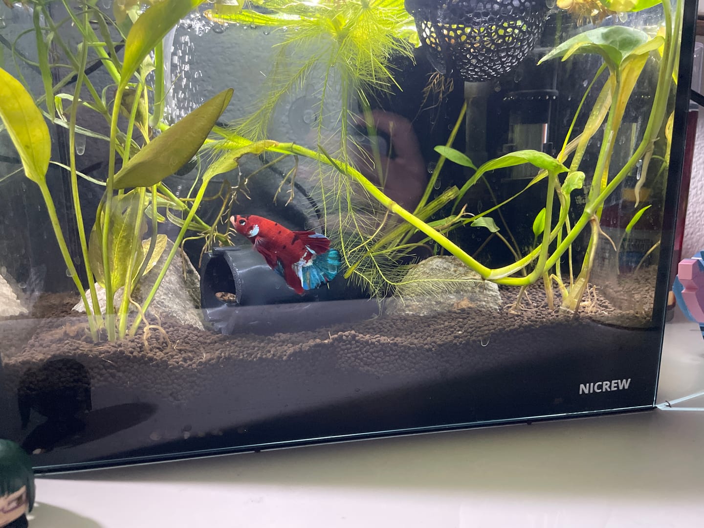 Customer photo review of Multicolor Plakat Male Betta Fish |Show Grade|  You Pick Fish