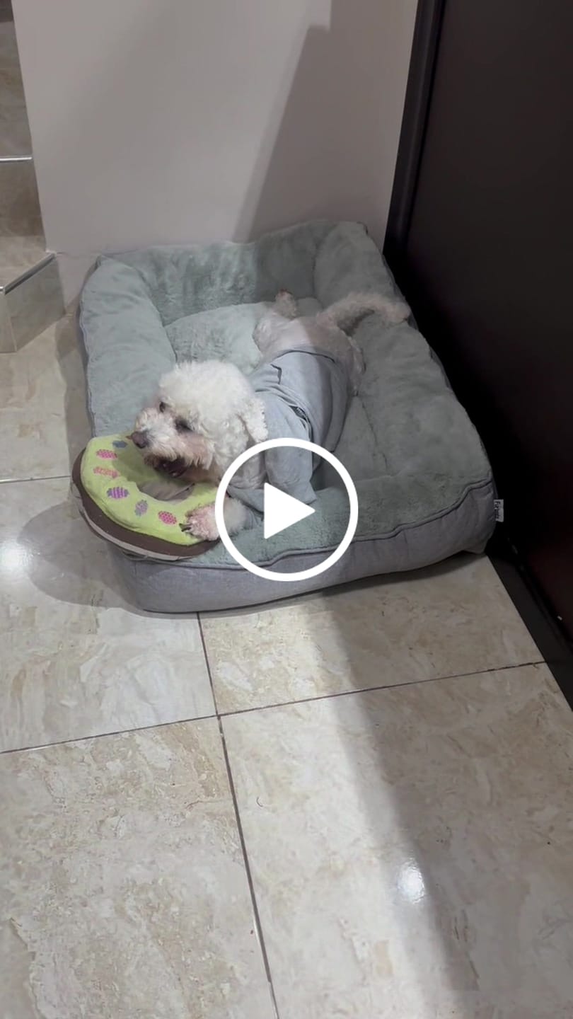 Customer video review of Cama Sofá para Perros