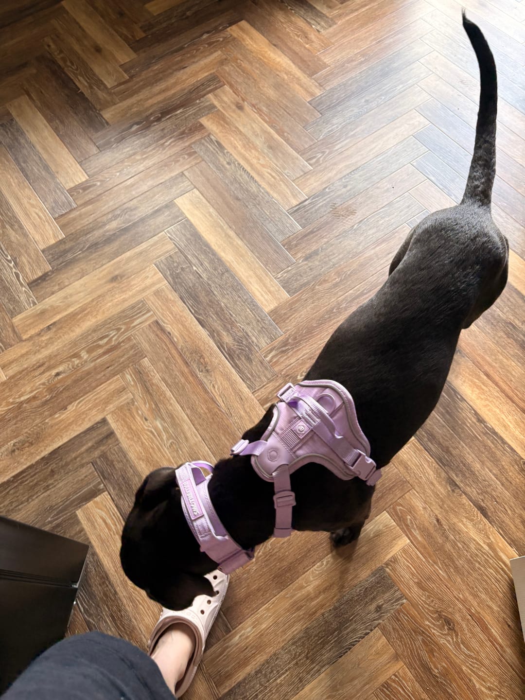 Customer photo review of Anti Pull Hurricane Harness Lighter | With Handle - Lavender X Ube
