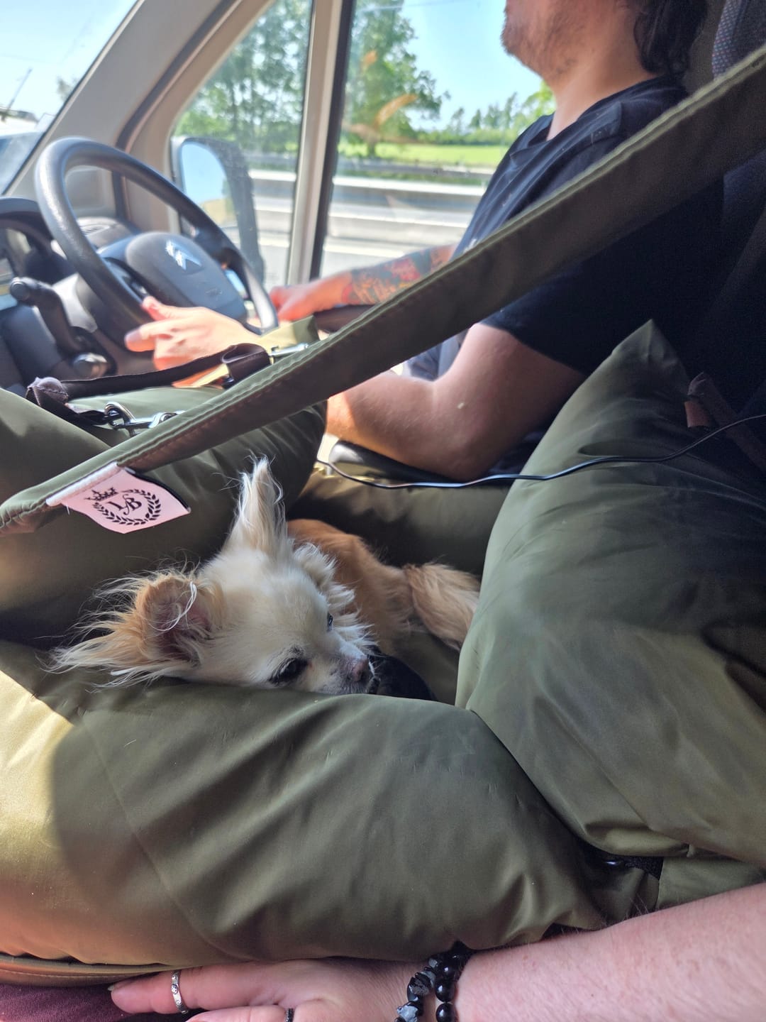 Customer photo review of Sunshade - Dog Pod Plus