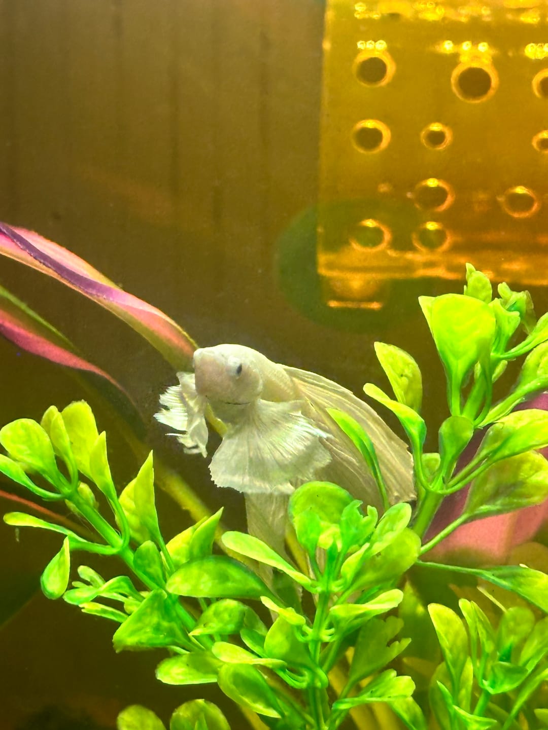 Customer photo review of Super White Dumbo Ear Halfmoon Male Betta Fish