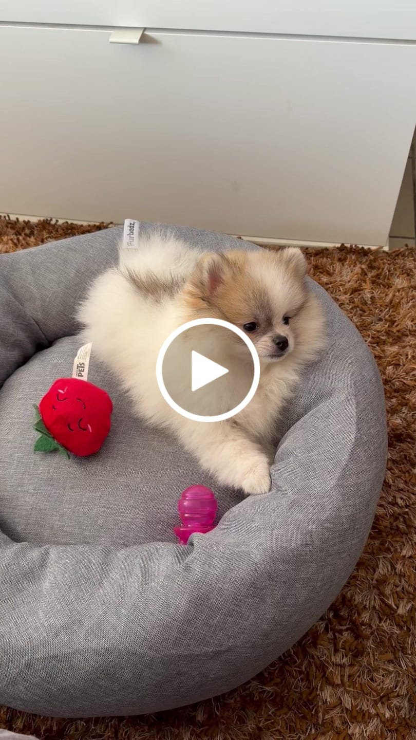 Customer video review of Cobija Impermeable para Perros
