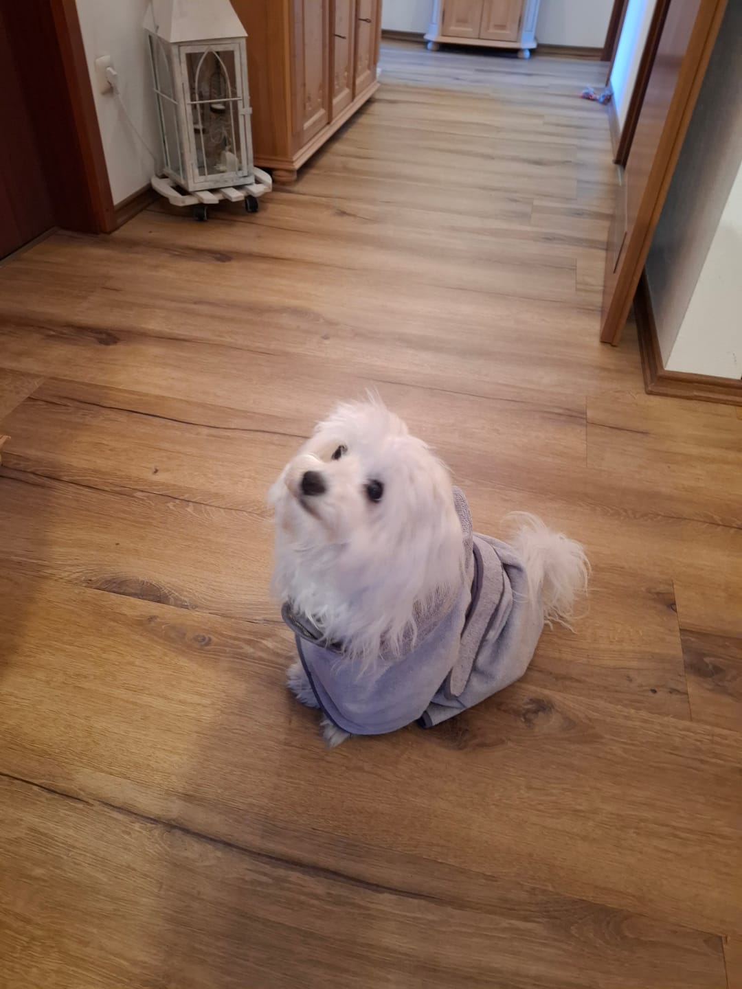 Customer photo review of Premium Hunde Bademantel
