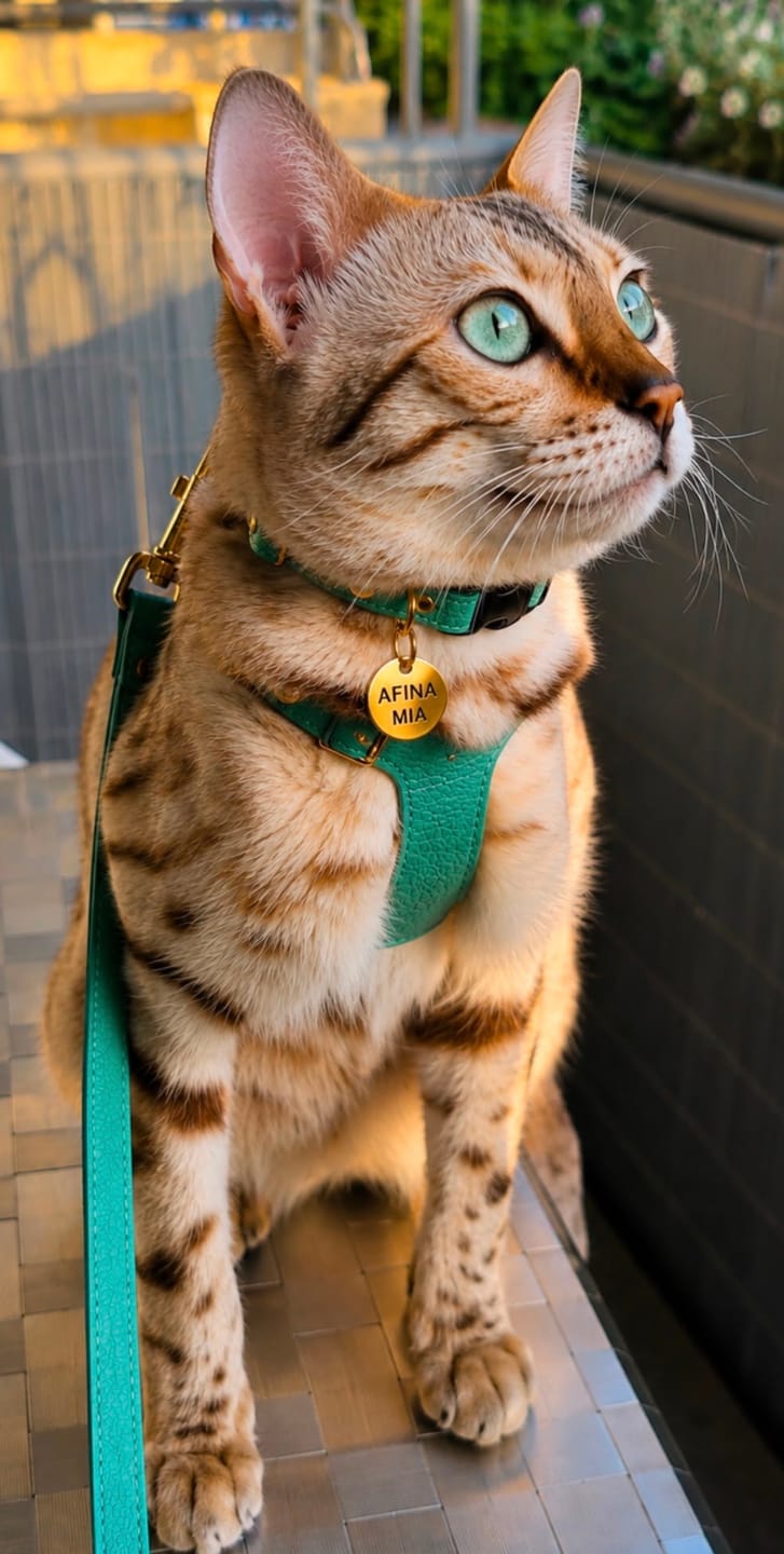 Customer photo review of The Supakit Cat Harness