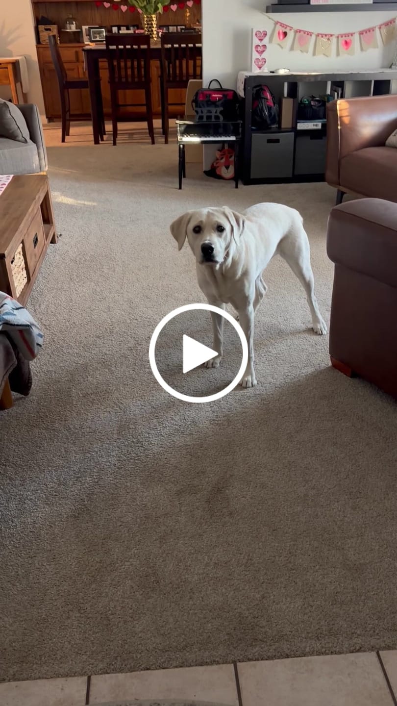 Customer video review of Whole Grain Original Base Mix