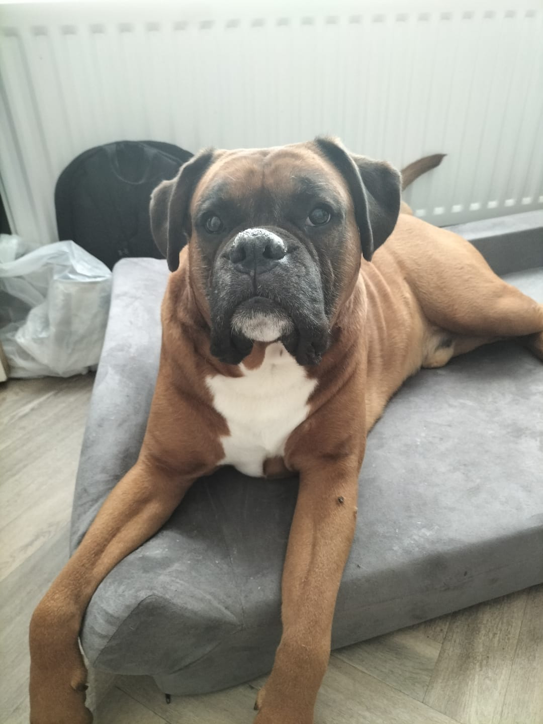Customer photo review of Oatmeal Nose & Paw Balm Stick for Dogs