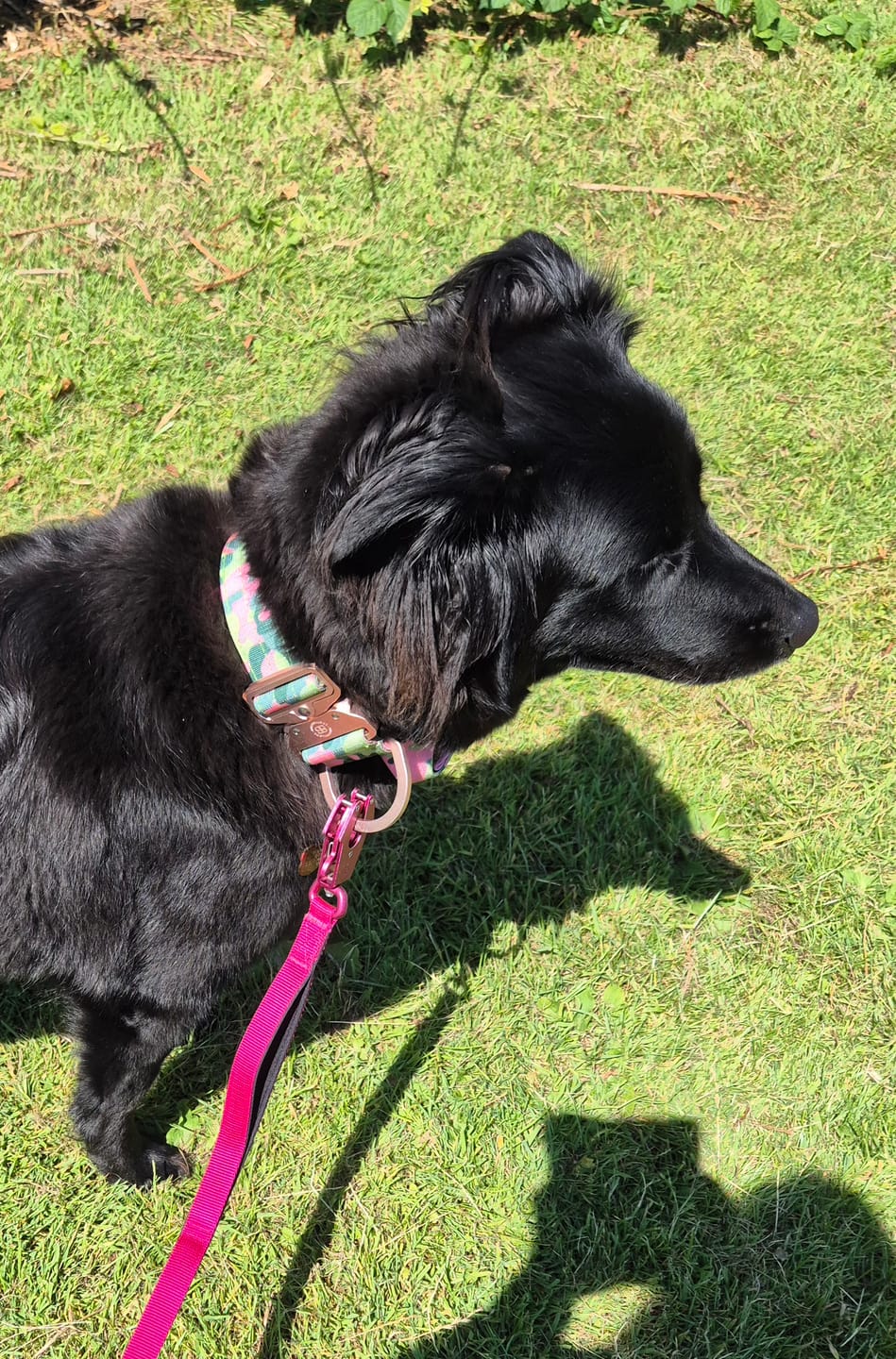 Customer photo review of 5cm Lighter Combat® Collar | With Handle & Secure Clip - Pink Camouflage