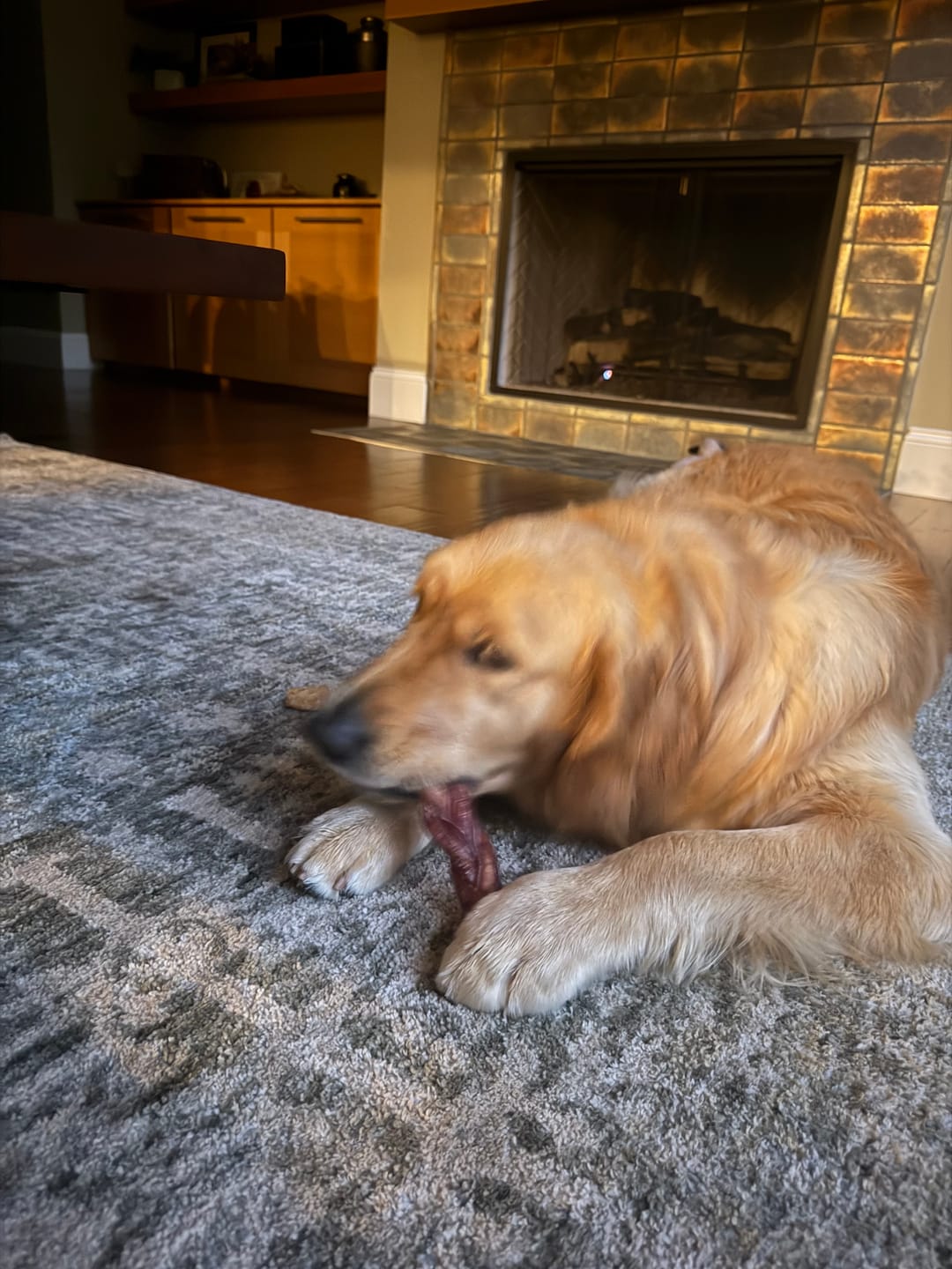 Customer photo review of 6 Inch Jumbo Braided Bully Stick