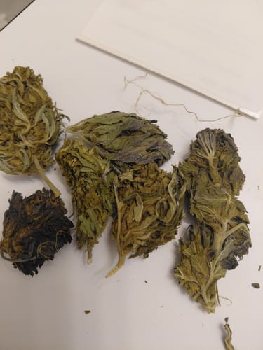 White Gelato - Bulk - Indica photo review