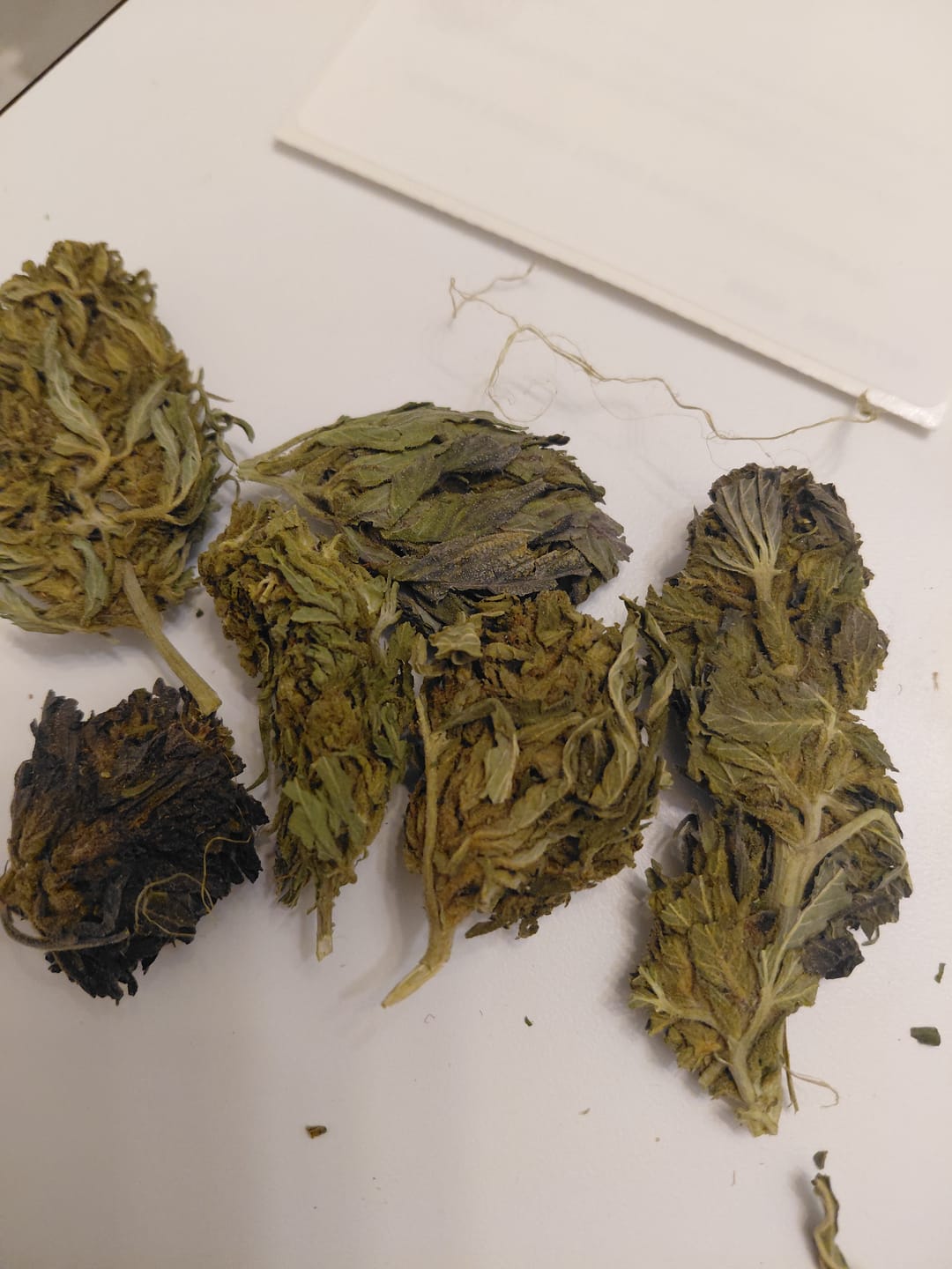 Customer photo review of White Gelato - Bulk - Indica