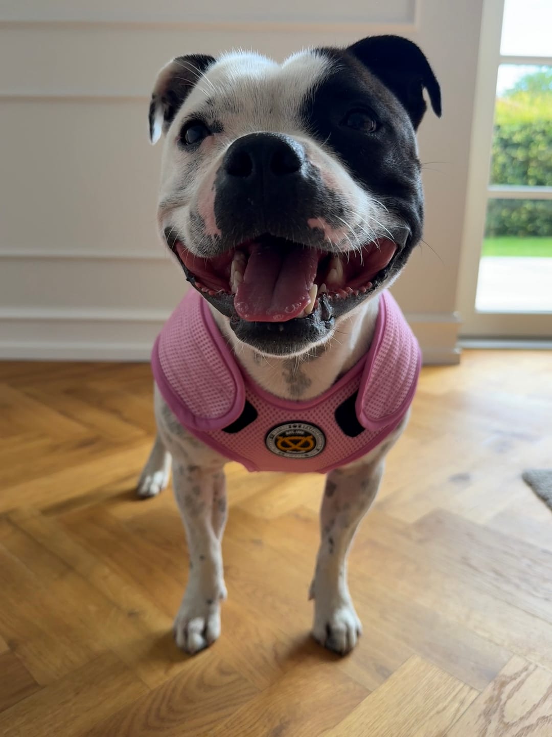 Customer photo review of Staffordshire Bull Terrier 1935® Cooling Vest - Baby Pink