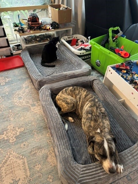 Customer photo review of Orthopaedic Dog Bed – Waterproof & Washable