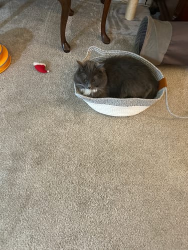 Customer photo review of Instinct Basket | Meet the first research-backed natural territory for indoor cats