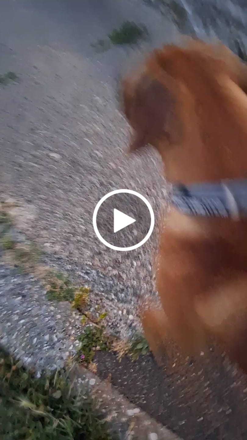 Customer video review of 5cm Combat® Collar | With Handle & Secure Clip - Metal Grey