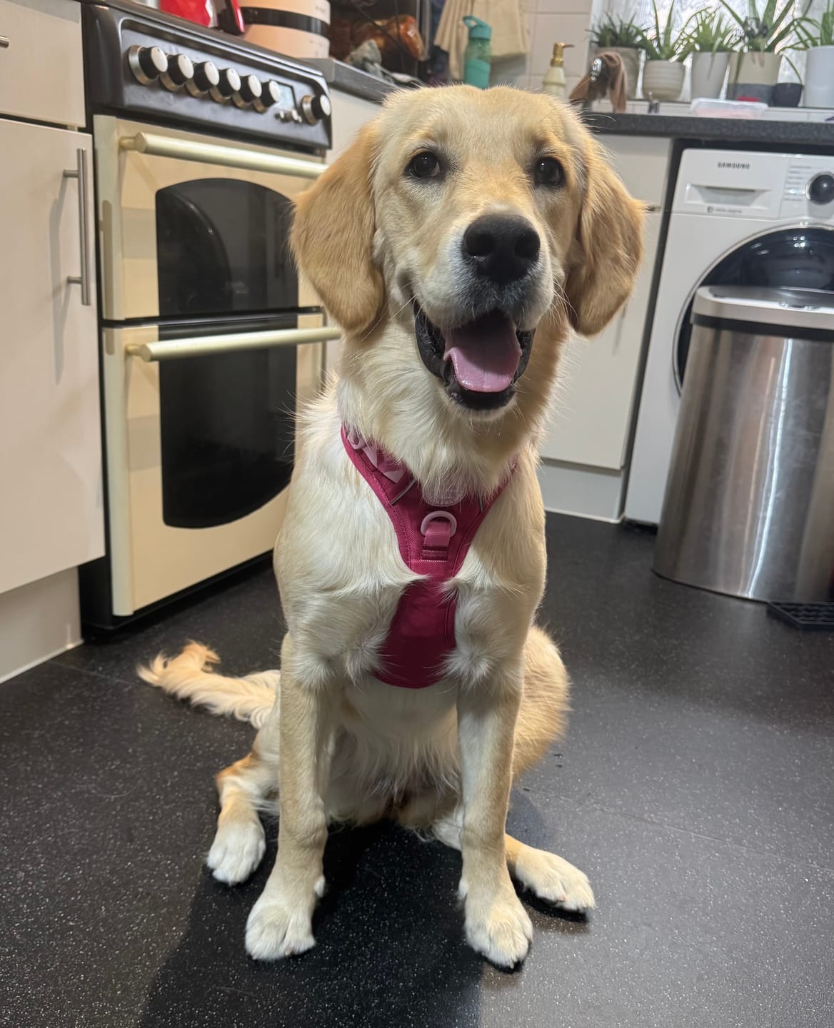 Customer photo review of Tough Trails™ Harness - Walkies Ready® Raspberry Pink