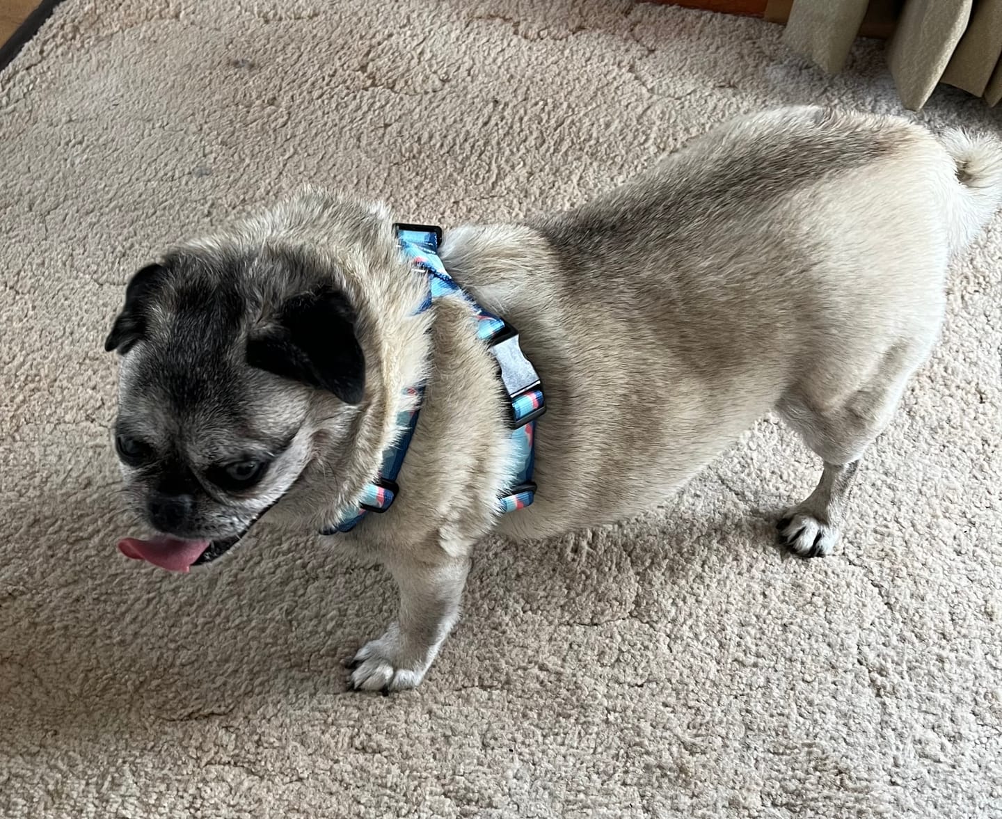 Customer photo review of ColorPop Lightweight X Harness for Dogs – No-Choke Trachea Protection, Single or Leash Set Available