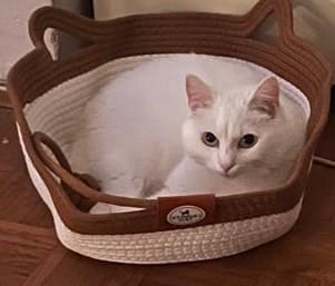 Customer photo review of Instinct Basket | Meet the first research-backed natural territory for indoor cats
