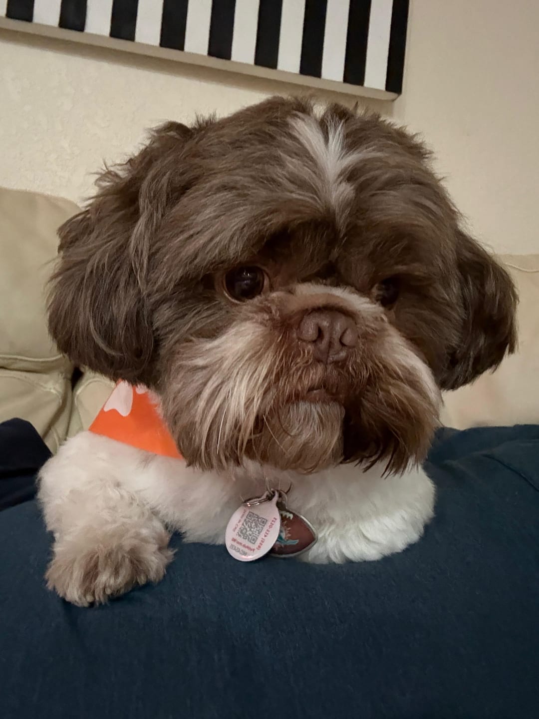 Customer photo review of Simparica TRIO - Triple Protection for Dogs in One Tasty Monthly Chew