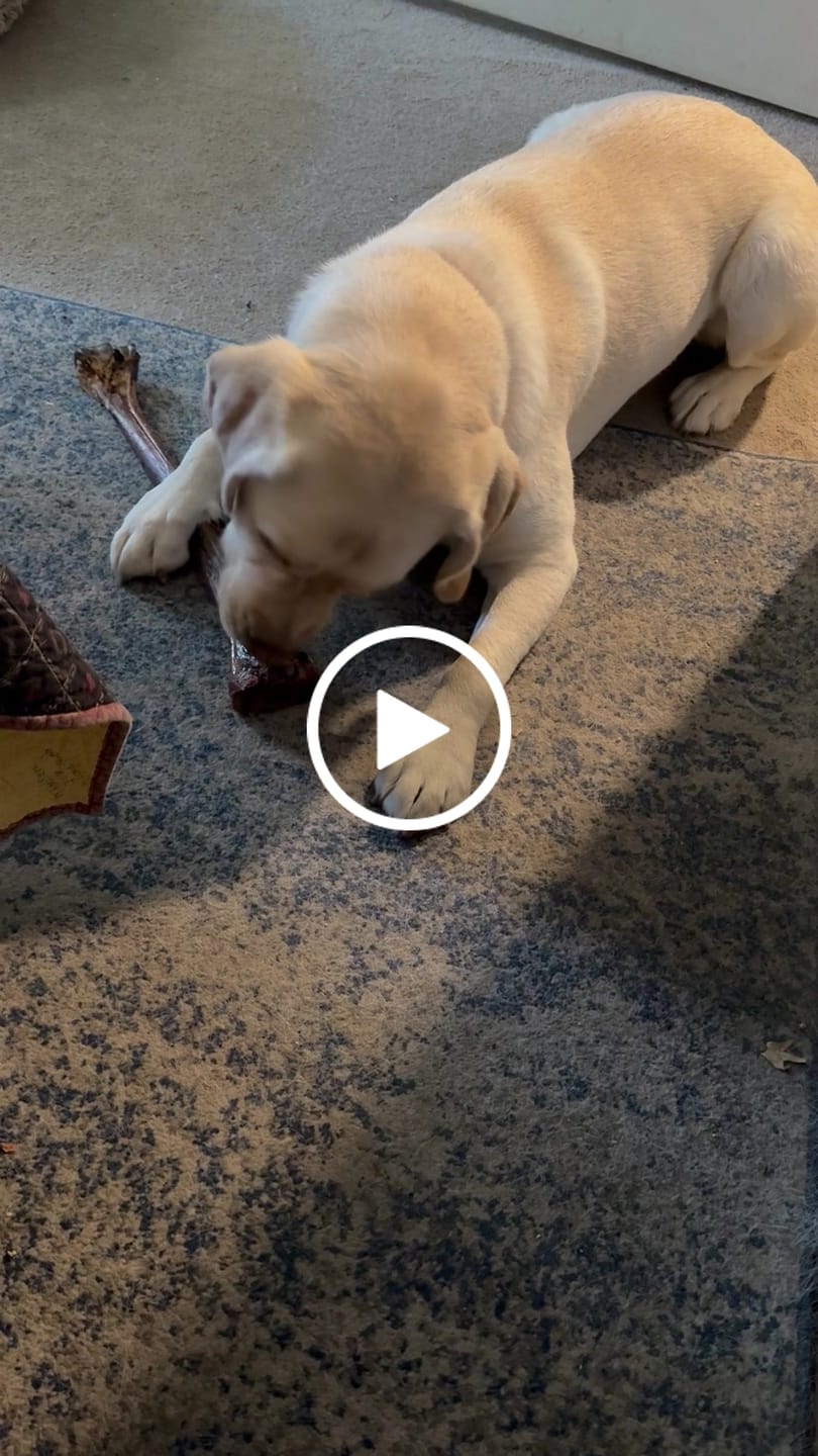 Customer video review of Ostrich Long Bone (19" x 3.5"): The Ultimate Challenge for Medium, Large & Extra-Large Dogs