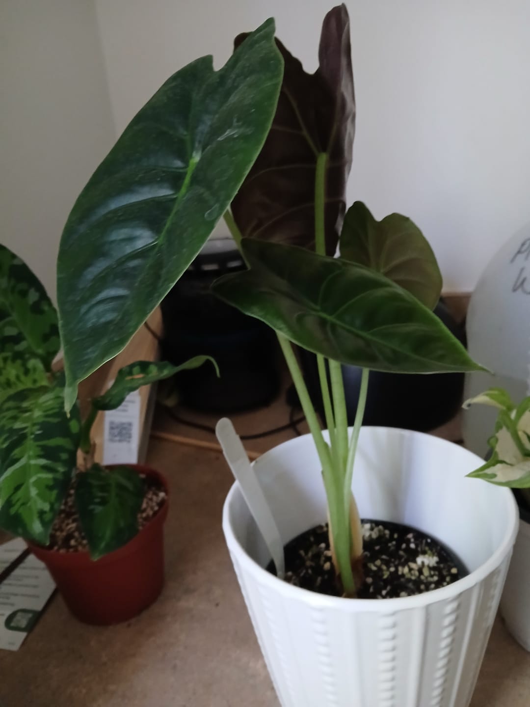 Customer photo review of Syngonium podophyllum albo variegata