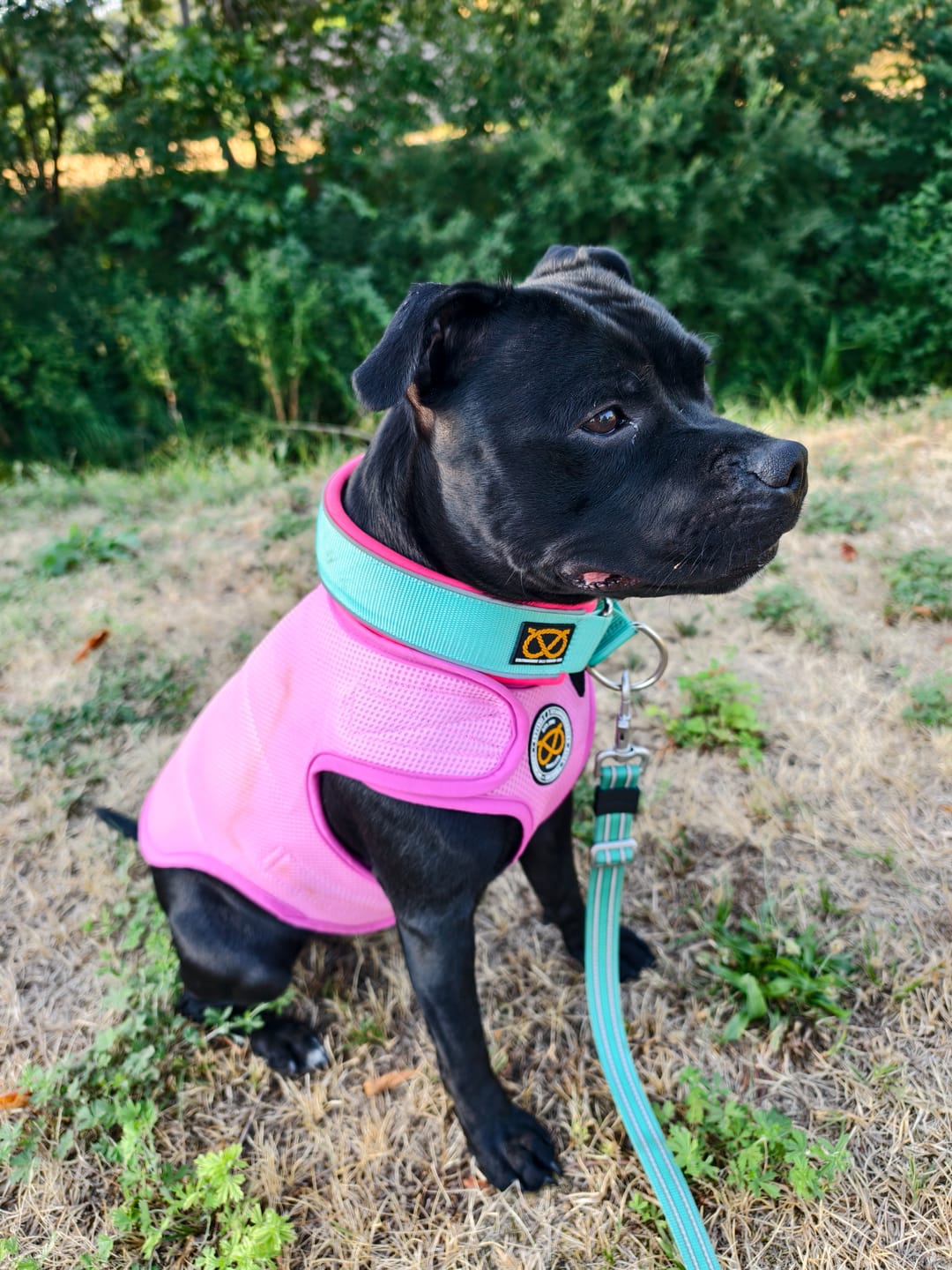 Customer photo review of Staffordshire Bull Terrier 1935® Cooling Vest - Baby Pink