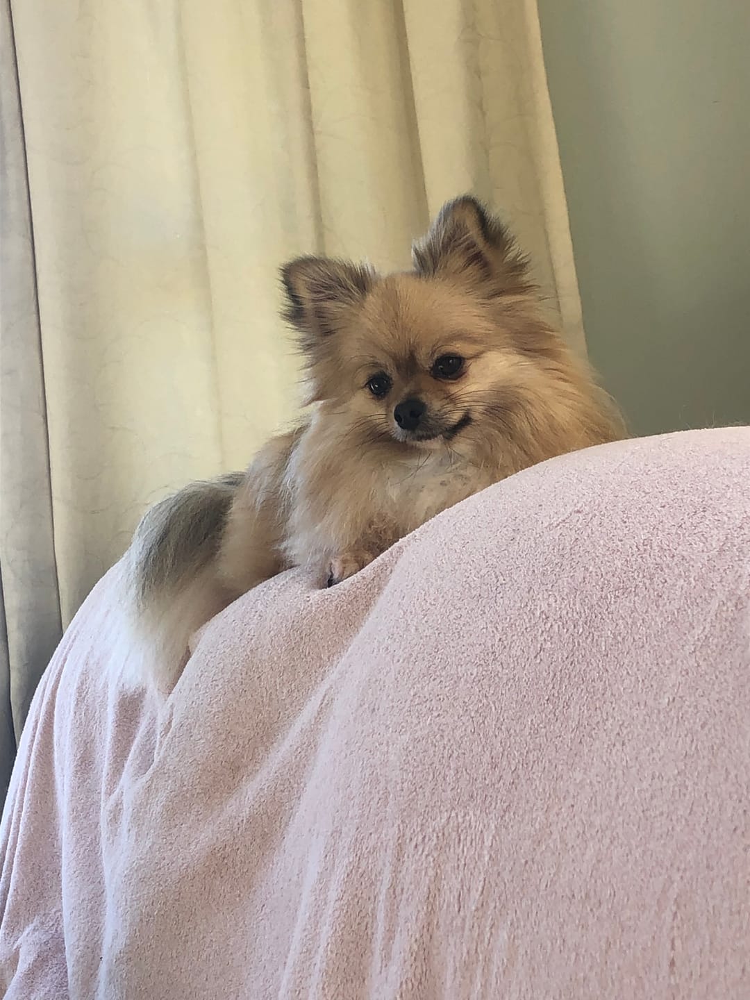 Customer photo review of VetPlus Promax for Cats and Small Dogs <10kg