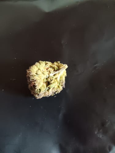 Customer photo review of GDP THCA Flower
