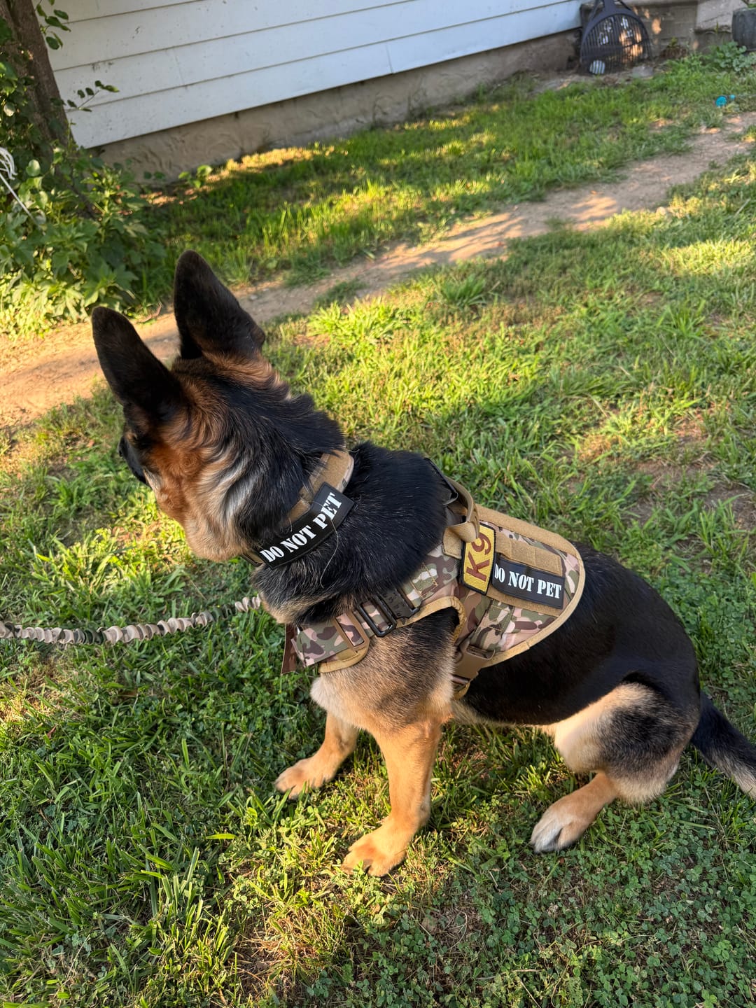 Customer photo review of Team K9® Classic No-Pull Dog Harness