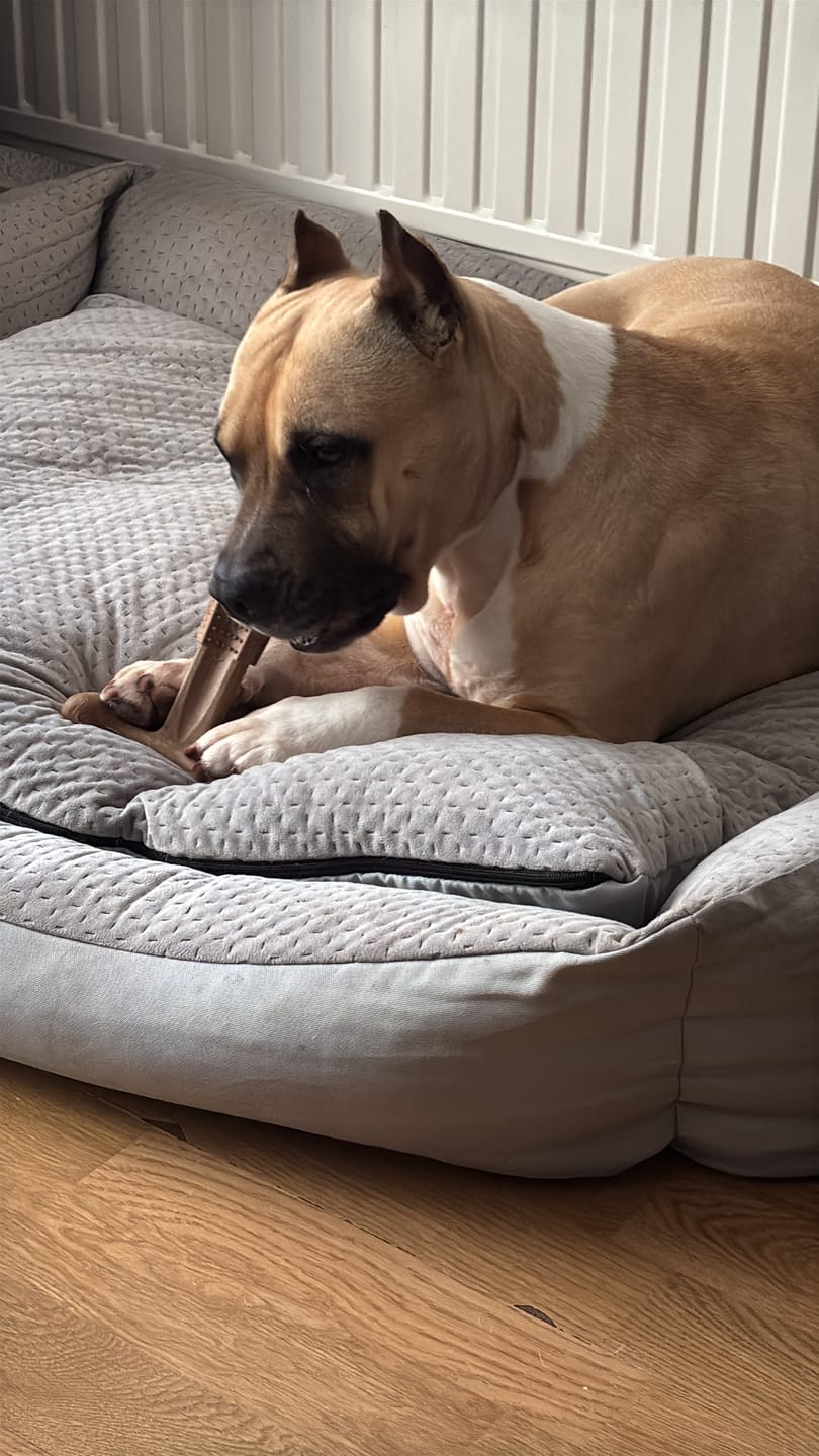 Customer photo review of Beemzy Tandpoeder voor Honden