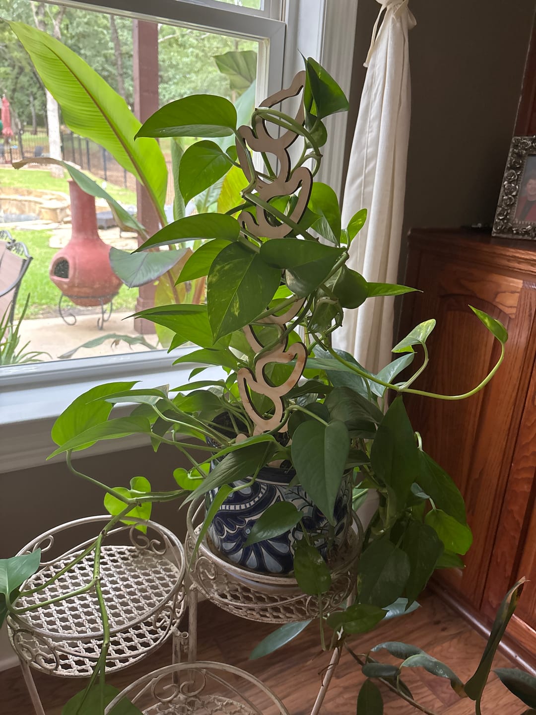 Customer photo review of Kora™ - Extendable Wooden Support for Climbing Houseplants