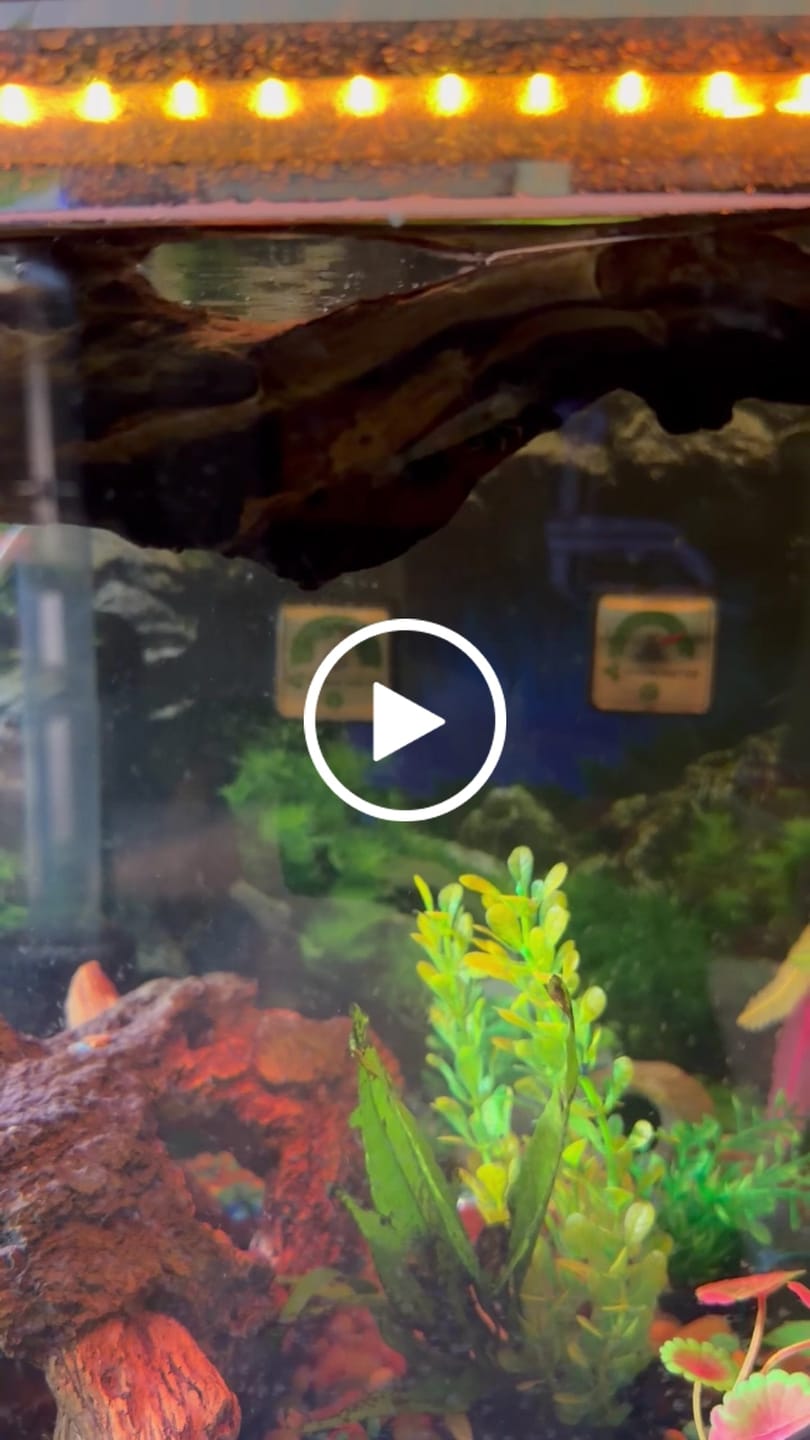 Customer video review of Amano Shrimp