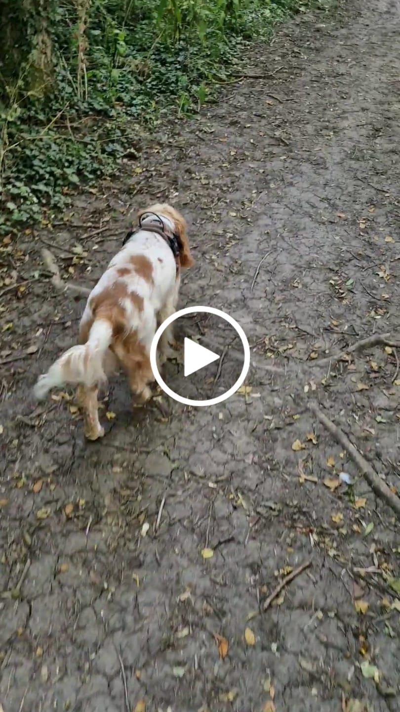 Customer video review of Adjustable Collar - Oxford Tweed