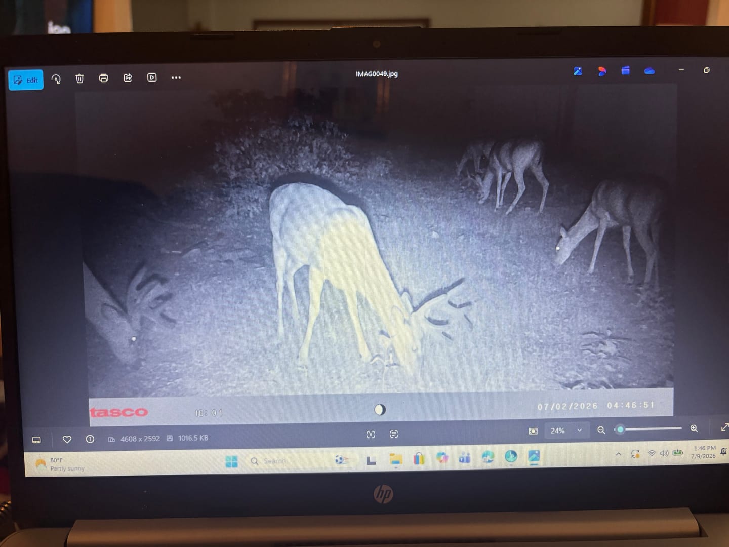 Customer photo review of 4 for $50! - Tasco 12MP with Low Glow Infrared Flash Trail Camera