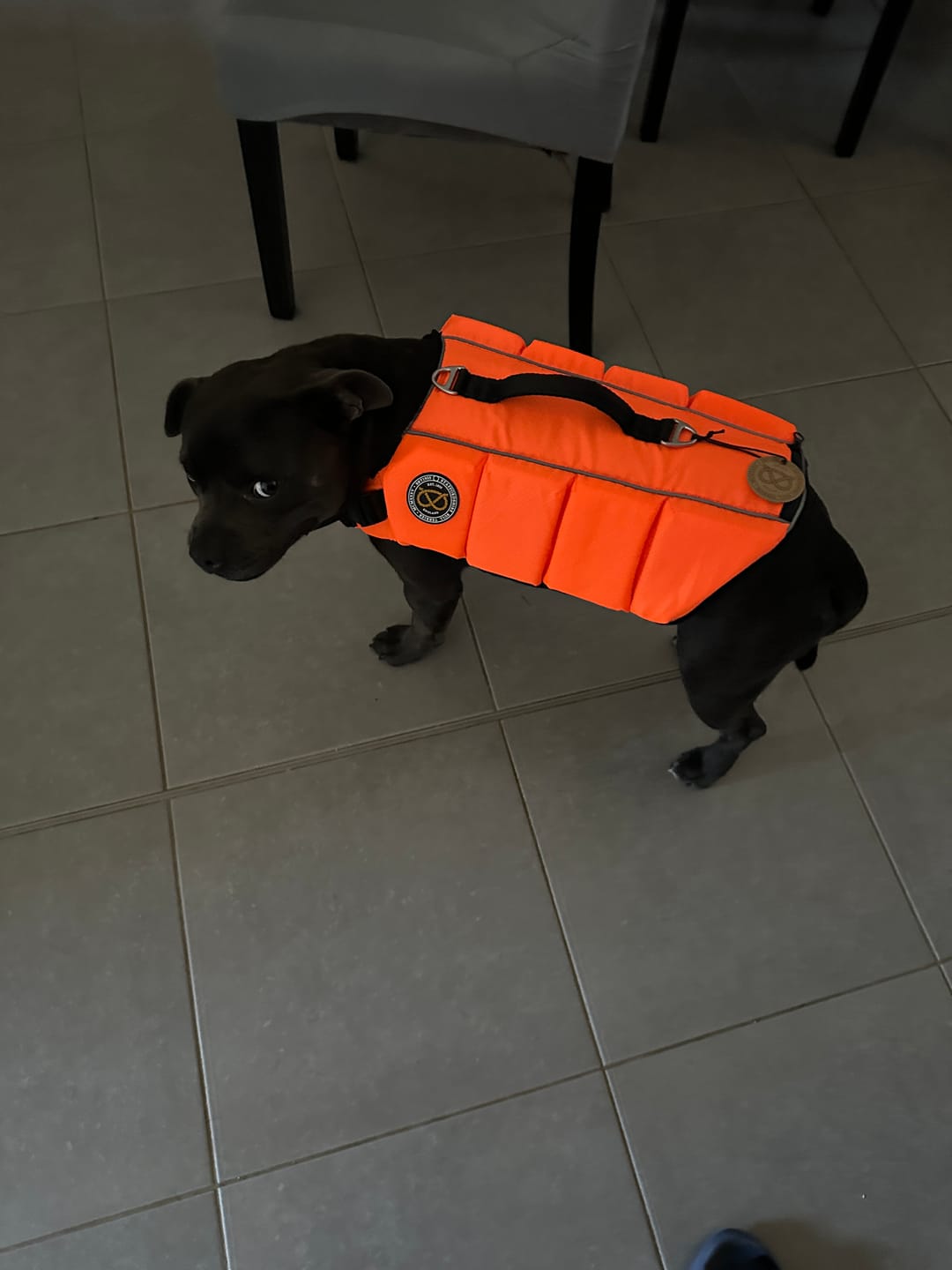 Customer photo review of Staffordshire Bull Terrier 1935® Life Jacket - Neon Orange