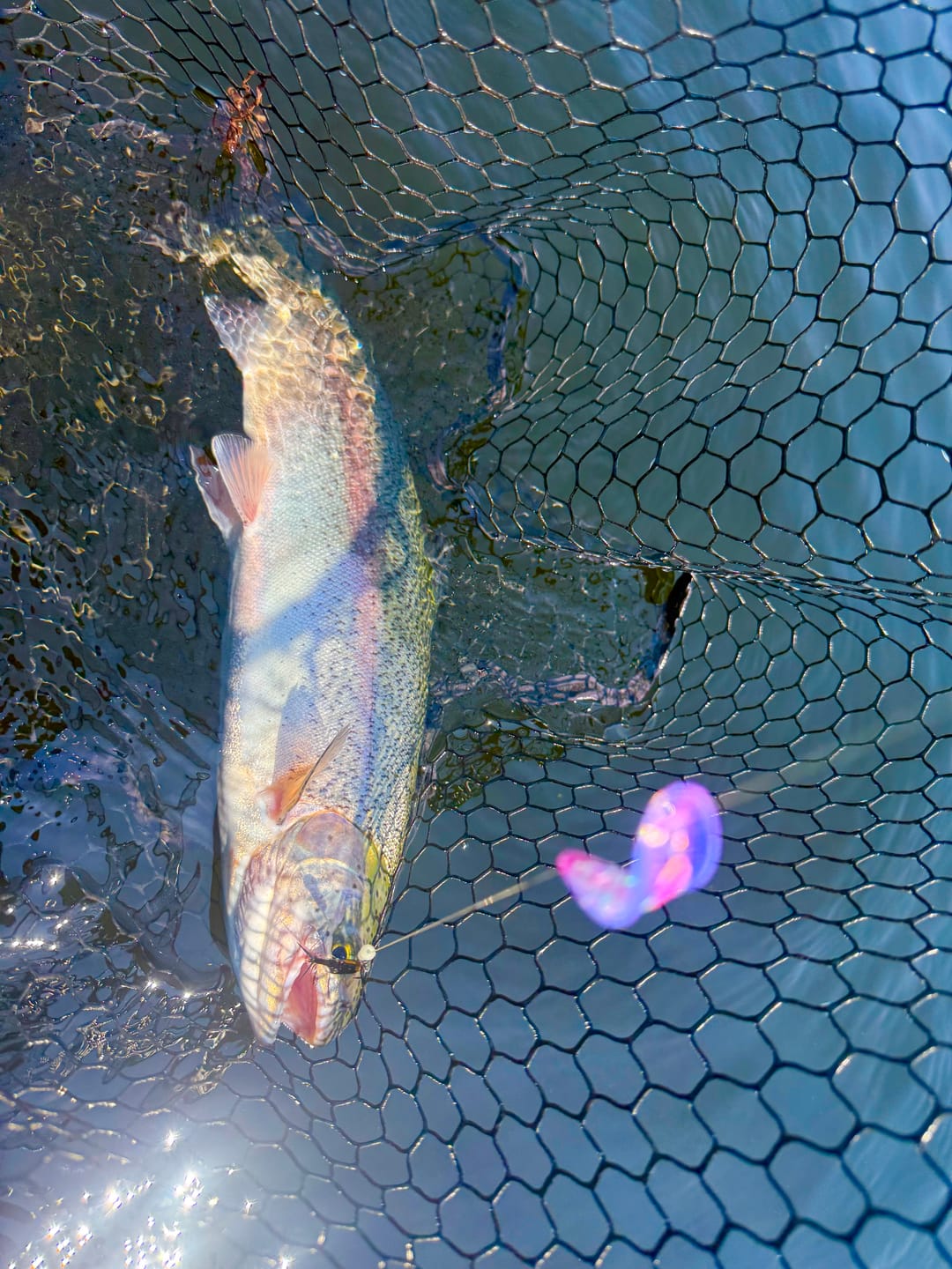 Customer photo review of TKO