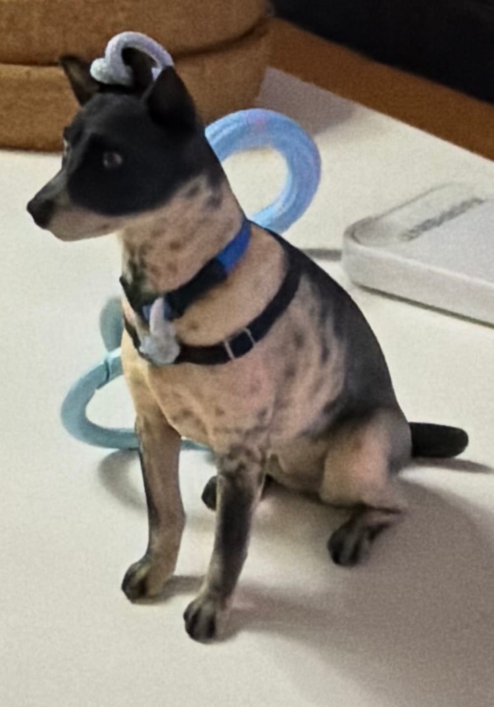 Customer photo review of Custom 3D Pet Figure Keychain & Bag Charm - Take Them Everywhere