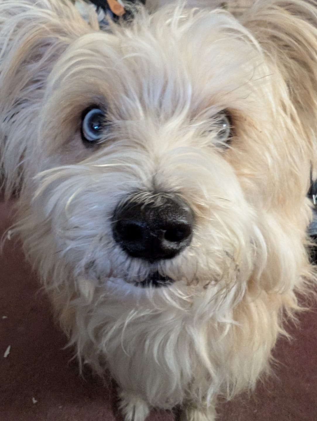 Customer photo review of Himalayan Yak Chew (EXTRA LARGE)