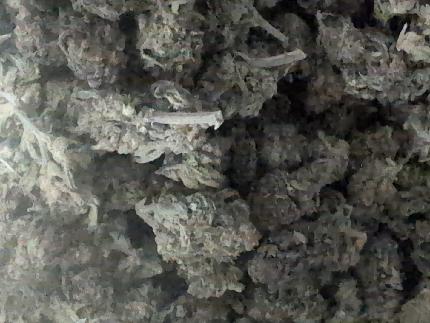 Customer photo review of PK Runtz Greenhouse THCA