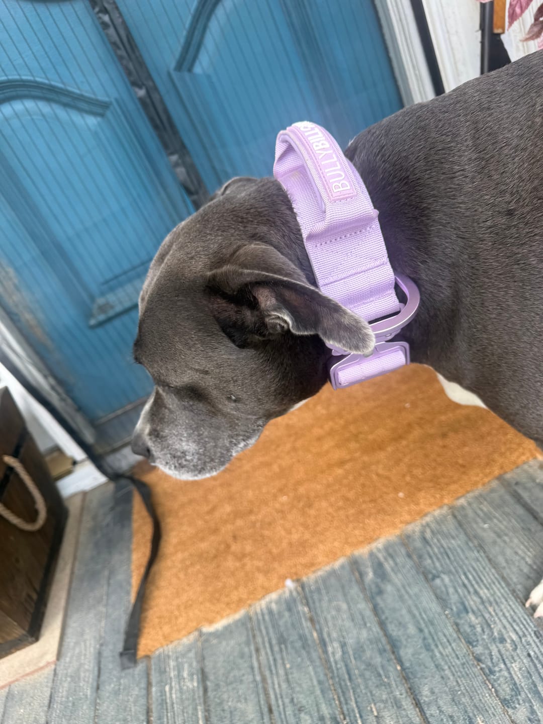 Customer photo review of 5cm Lighter Combat® Collar | With Handle Secure Clip - Lavender X Ube