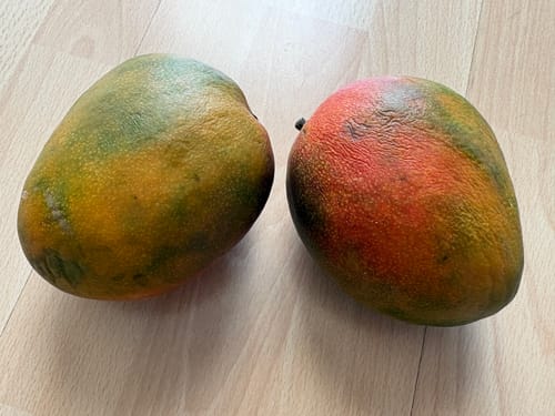 Rezensent zeigt zwei große, reife Premium Kent Mangos auf einer Holzoberfläche.