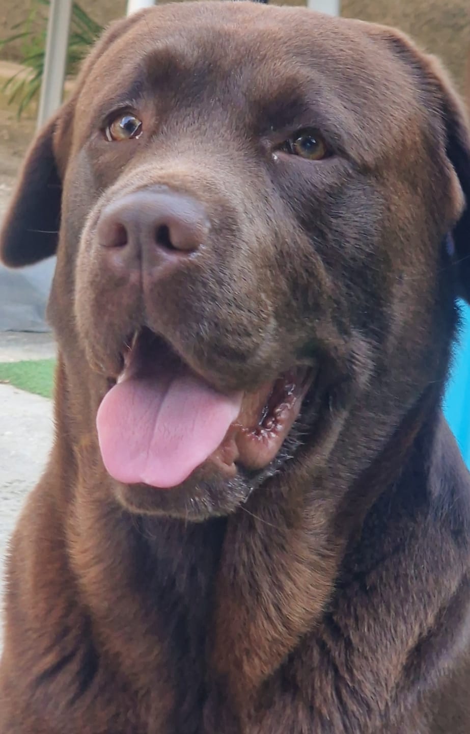 Customer photo review of Crocchette Cute e Manto al Salmone - Cane Adulto - Proteine idrolizzate - Grain Free