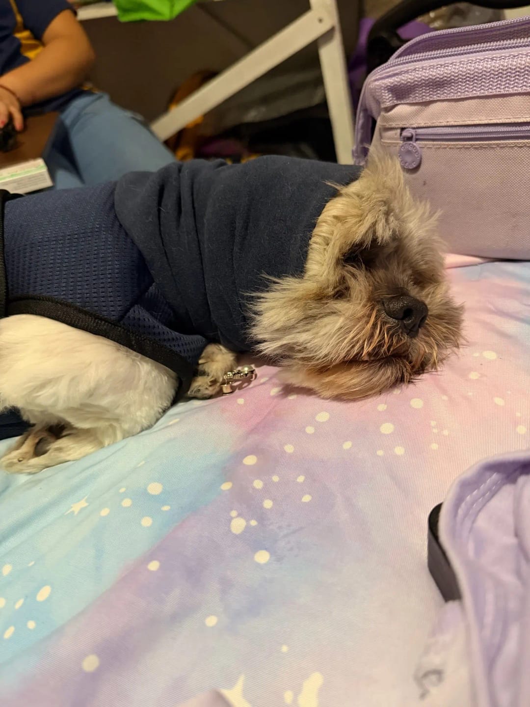 Customer photo review of CalmPaws — Anti-Anxiety Calming Vest for Dogs