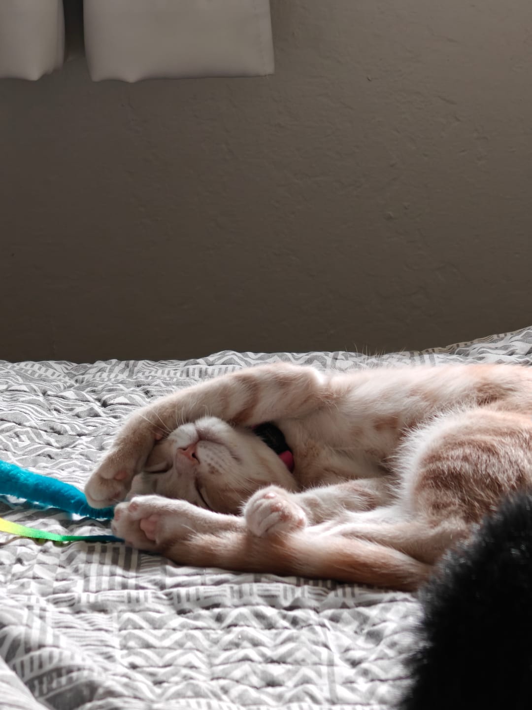Customer photo review of Breakaway Cat Collar