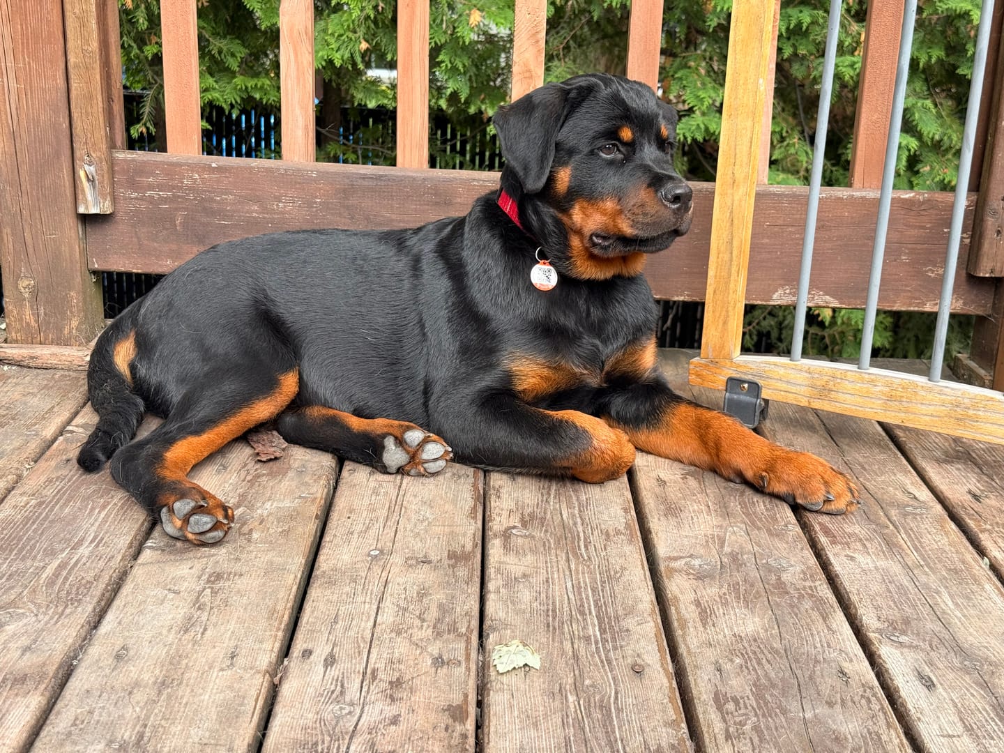 Customer photo review of Inukshuk - Nourriture pour Chien d'entrainement et performant (33lbs)