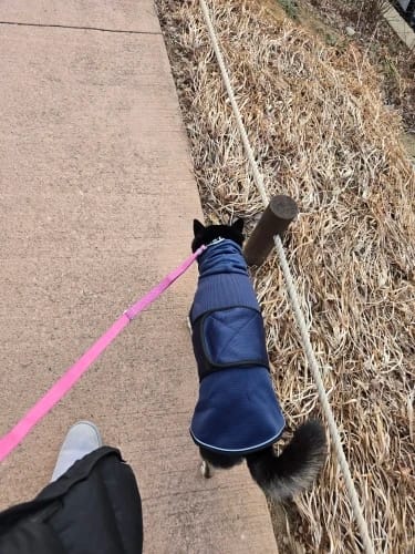 Customer photo review of CalmPaws — Anti-Anxiety Calming Vest for Dogs