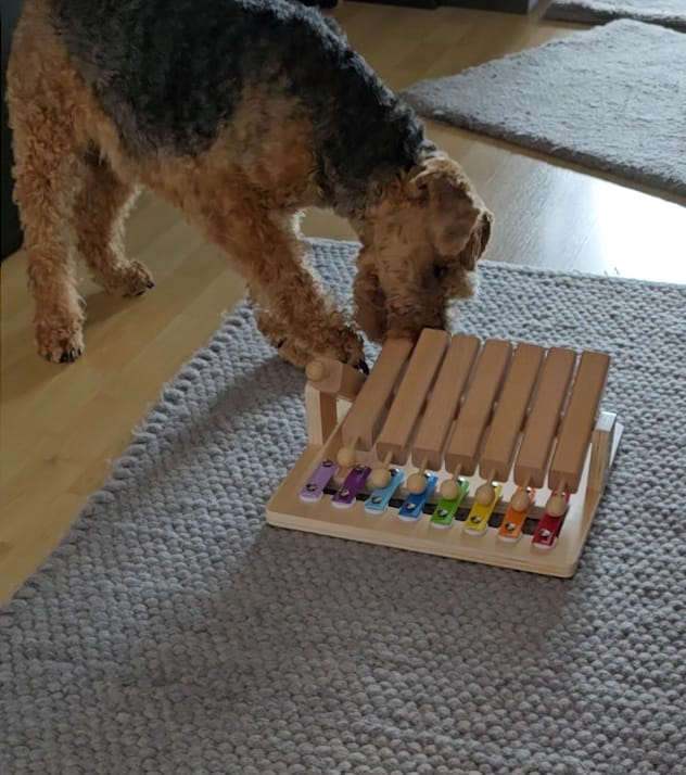 Customer photo review of Piano – Interaktives Intelligenzspielzeug für Hunde – Spielzeug des Jahres