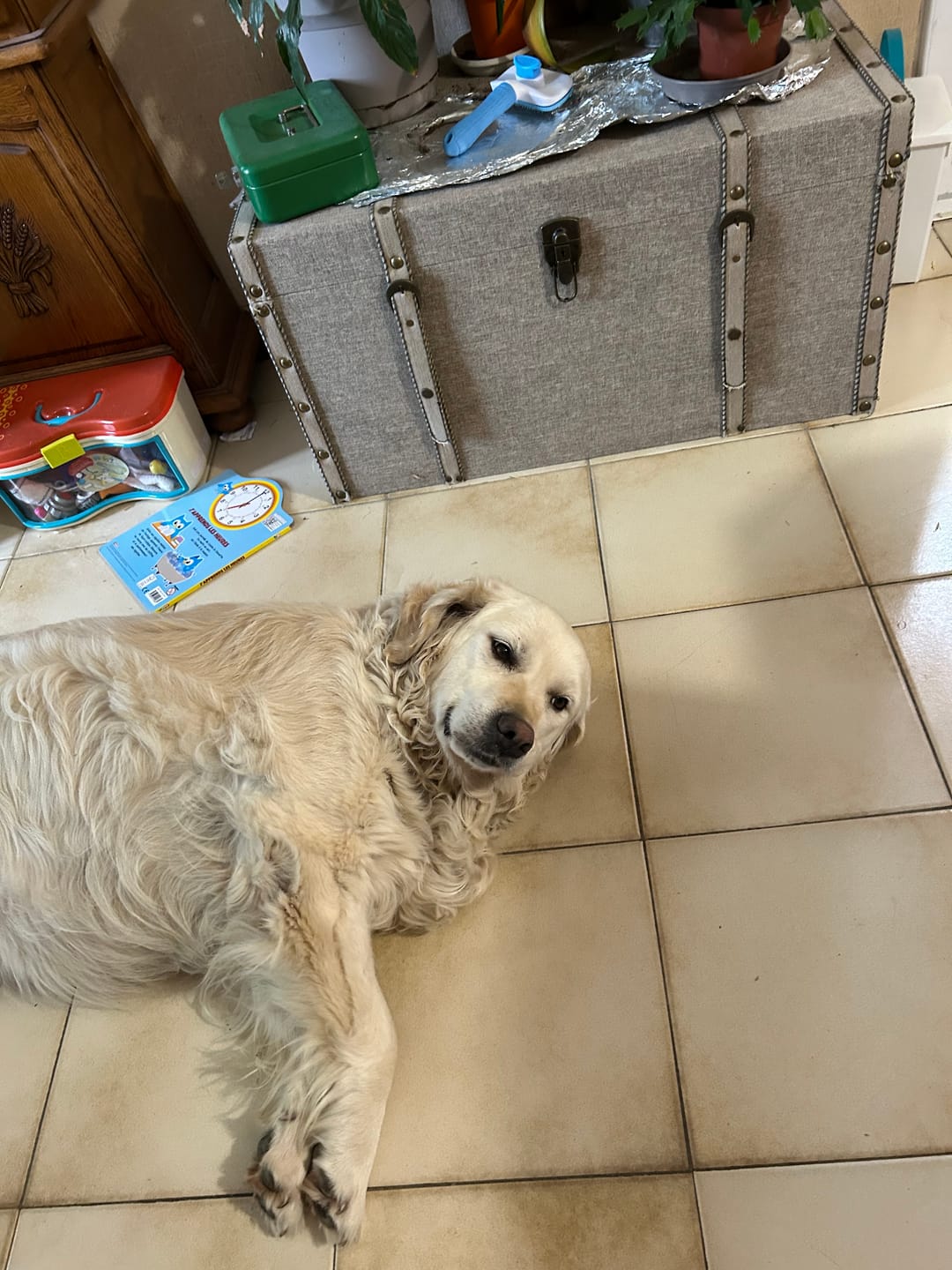 Customer photo review of Shampoing Sans Rinçage - Apaisant pour chien 🏔️