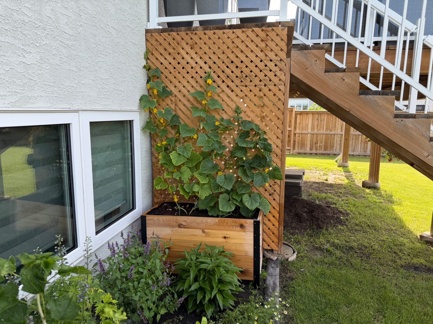Customer photo review of 18" x 36" Planter Box - 24" TALL / Select Grade