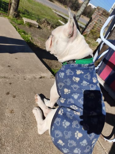 Customer photo review of Collar Remachado Básico (Perro)