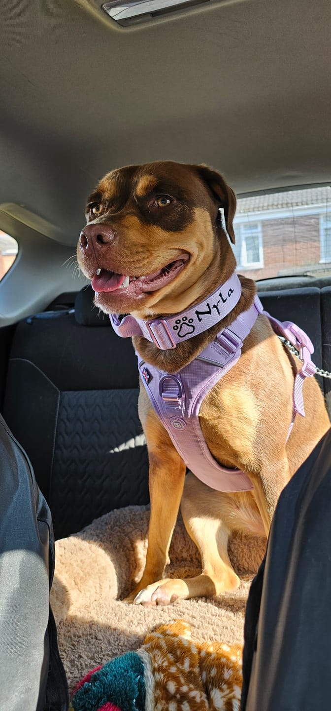 Customer photo review of Anti Pull Hurricane Harness Lighter | With Handle - Lavender X Ube